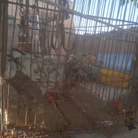 کفتر سار هفت رنگ