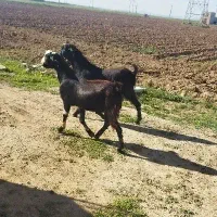 بزقاله نر خوشگل و تخمی