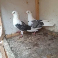 کبوتر  پرشی