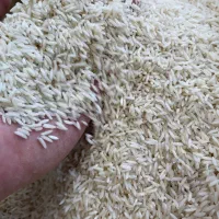 برنج صدری هاشمی و طارم استخوانی ( کالابرگ)