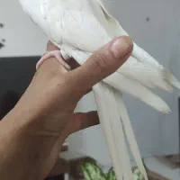 معاوضه دو جفت عروس آلبینو و دوکت آلبینو با ملنگو