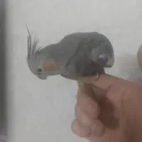 عروس هلندی ماده مست
