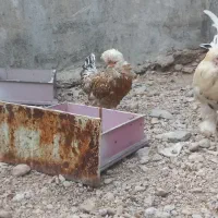 مرغ و خروس زینتی و تخم گذار