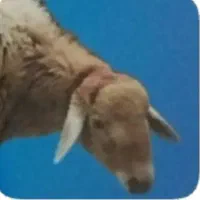 پخش گوسفندزنده درمحل شبانه روزی باقصاب