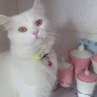 گربه نژاد پرشین
