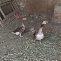 غاز|حیوانات مزرعه|شهرکرد, |دیوار