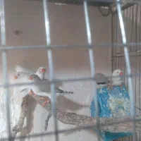 فنچ