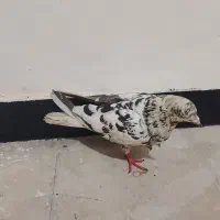 کفتر|پرنده|جهرم, |دیوار