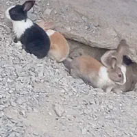 خرگوش بامزه و تمیز خانگی
