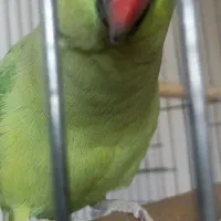 زرنگ وباهوش معاوضه