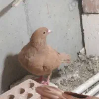 زاغ دم سفید ‌مایه زرد نر سفید ملقی