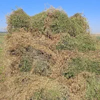 فروش یونجه چین دوم پشه دوره