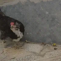 جوجه گلین خال سوزنی