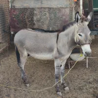 اهوار
