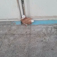 شازده زردکفتر