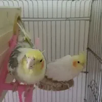 عروس هلندی  جفت مولد