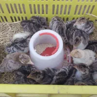 جوجه بوقلمون ۲ هفته ای