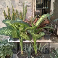 فروش و حراج ویژه انواع گلهای آپارتمانی