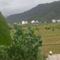 سوئیت  ویلایی در ماسال
