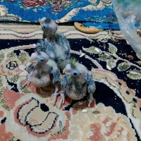 جوجه عروسی هلندی