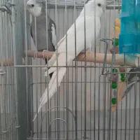 جفت عروس هلندی