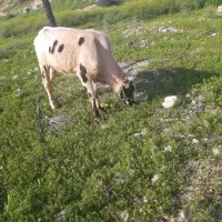 فروش گاونر( ورزا) گوساله وکهره وبره در جمعه