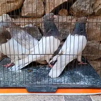 کفتر نر،کله سرور کله هفت رنگ|پرنده|سمیرم, |دیوار