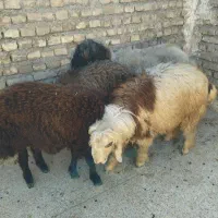 بره گوشتی