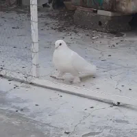 کفتر رنگی هندقی..