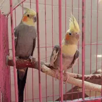 عروس هلندی