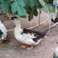 اردک ماده ونر