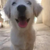توله شیتزو تریر نر