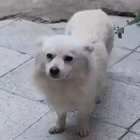سگ پامر