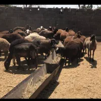 دام زنده