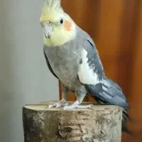 عروس هلندی  سخنگو جفت بهمراه جوجه