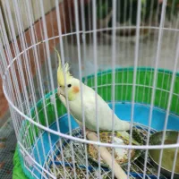 عروس هلندی با قفس