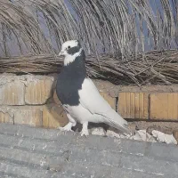 طوق سیاه