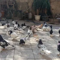 کفتر بهبهانی