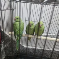 جوجه ملنگو دون خور اهلی