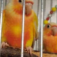 جفت ردچیک پیش مولد نر ماده راهب گرین ملنگو کاسکو