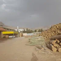 خرید چوب و درخت
