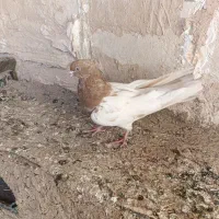 کبوتر