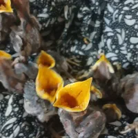 جوجه مینا شاتخم افغانی نژاد دار به ضمانت