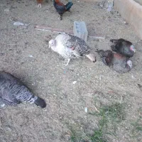 بوقلمون ماده ۵عدد هر عدد ۱۹۰۰