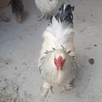 تعدادی مرغ خروس وخروس برهمافروشی