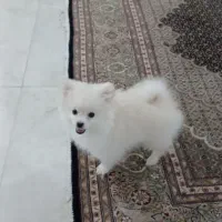 سگ پامر