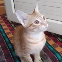 گربه dsh|گربه|اهواز, کوی جانبازان(دانش)|دیوار