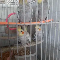 ۴عدد عروس هلندی سه ماهه