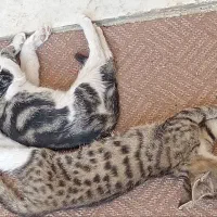 بچه گربه