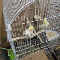 سه جفت عروس هلندی درشت تاچ پرنسس